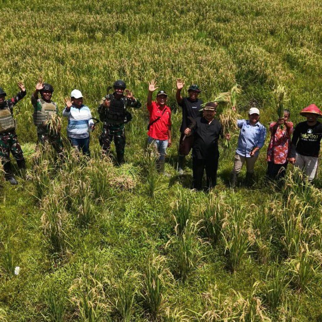 Dukung Ketahanan Pangan, Satgas Pamtas Kewilayahan RI-PNG Yonif 410/Alugoro Panen Raya Padi Bersama Masyarakat