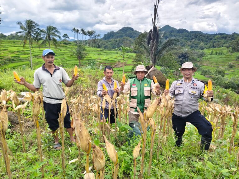 KERJASAMA SINERGIS PPL DENGAN POLISI PENGGERAK DAN POKTAN HASILKAN PANEN JAGUNG MEMUASKAN DI DESA TOMPO BULU
