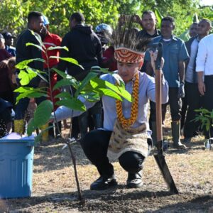 Perkuat Potensi Perkebunan Papua Barat, Wapres Tanam Bibit Kakao di Manokwari Selatan