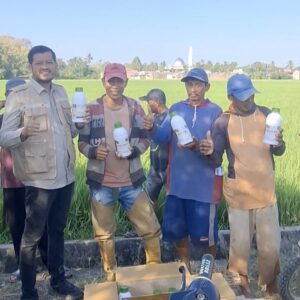 Kerjasama Pemerintah-Masyarakat Produksi Padi di Pinrang Akan Tetap Terjaga